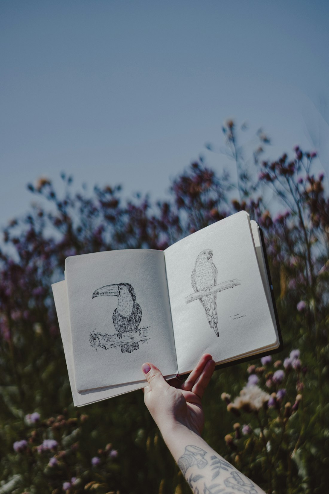 Sketchbook Bird Illustrations
